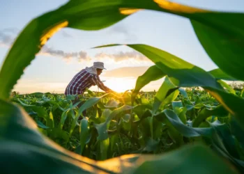 MP de dívida rural foca em perdas climáticas, diz Durigan