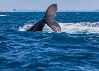 Um espetáculo em alto-mar: temporada das baleias-jubarte impulsiona turismo de natureza em Salvador