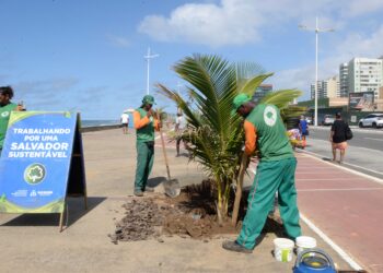 Prefeitura realiza primeiro transplantio de mudas do Viveiro de Coqueiros e inicia nova etapa de preservação da orla de Salvador