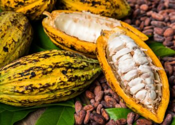 Festival Tempero Bahia chega a sua 9ª edição sob os aromas e sabores dos Biomas da Bahia – Mata Atlântica