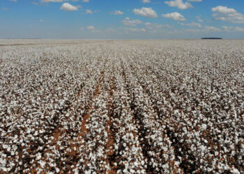 Setor agropecuário baiano registra crescimento de 5,8% no primeiro trimestre de 2026, impulsionado por grãos e bovinos