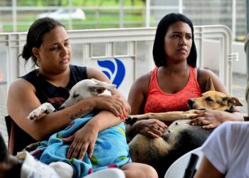 Prefeitura de Salvador já realizou 14 mil castrações gratuitas de cães e gatos em 2026