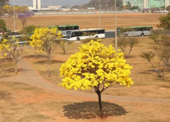 Centro-Oeste tem três alertas ativos para chuvas e baixa umidade