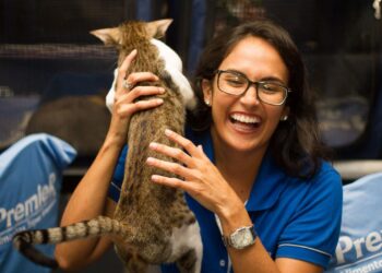 Shopping Bela Vista recebe Exposição Internacional de Gatos neste final de semana