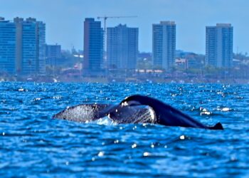 Prefeitura lança temporada das baleias-jubarte e fortalece Salvador como destino do turismo de natureza