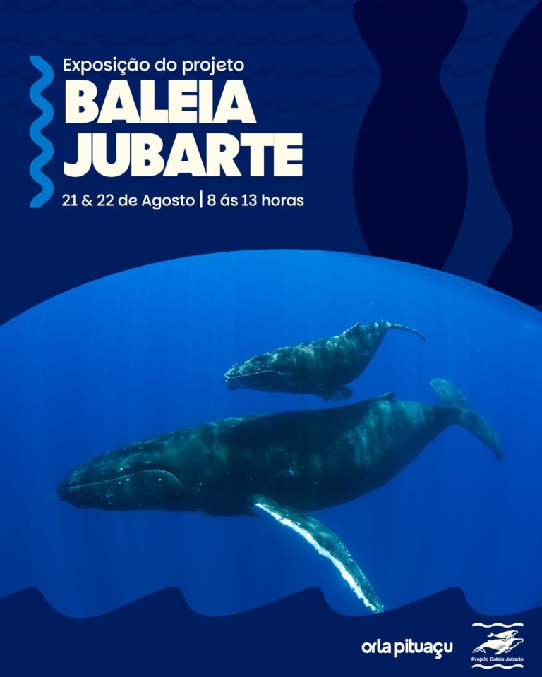 baleia jubarte orla