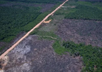 Desmatamento na Amazônia cai 36,87% no último ano