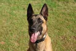 cão