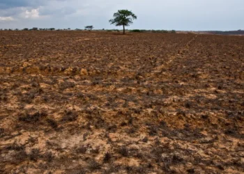 COP17 entra em semana decisiva com missão de destravar financiamento