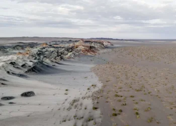 Fungos podem restaurar terras degradadas e combater crise climática