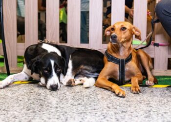 Lauro de Freitas tem gincana automotiva, adoção de animais e doação de sangue nos dias 29 e 30 de agosto