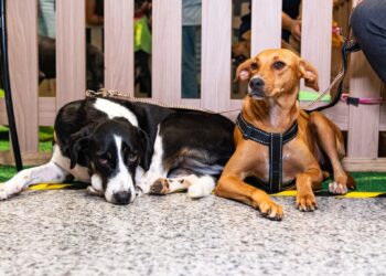 Adote no Parque chega à 17ª edição com 30 cães e gatos disponíveis para adoção em Lauro de Freitas neste sábado (29)
