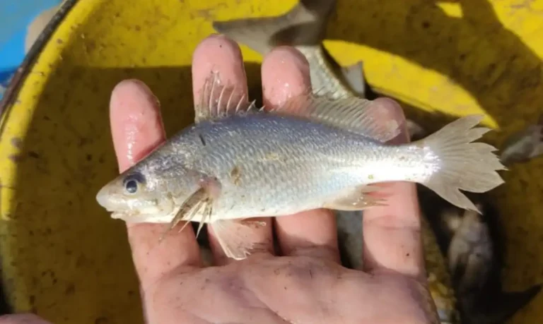 peixe