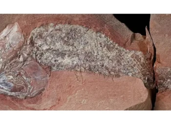 Estudo mostra fóssil de peixe pré-histórico encontrado em Mato Grosso