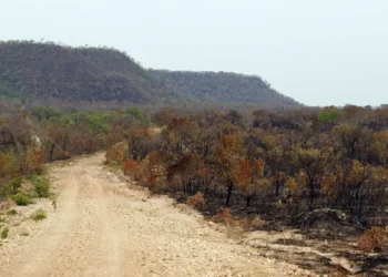 Mapbiomas: menor vegetação nativa expõe mais o país ao El Niño