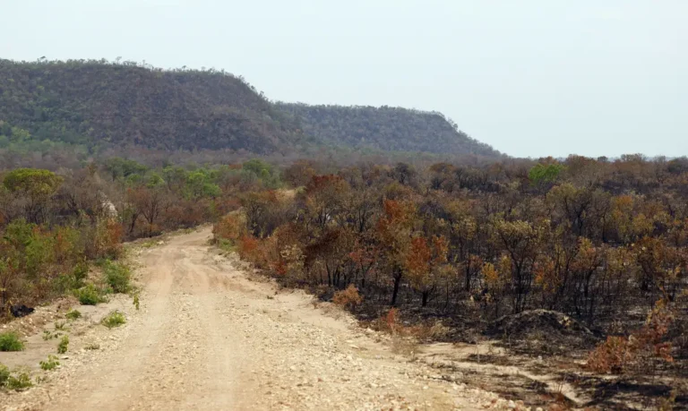 vegetação