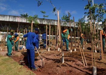 Salvador ganha microfloresta com 3,6 mil árvores em área de 5 mil m² na Avenida ACM