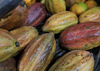 Agropecuária baiana registra crescimento de 5,7% no segundo trimestre de 2026