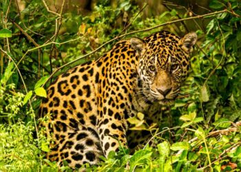 “Pantanal Revelado”: Shopping Paseo recebe exposição fotográfica sobre a alma de um território brasileiro exuberante