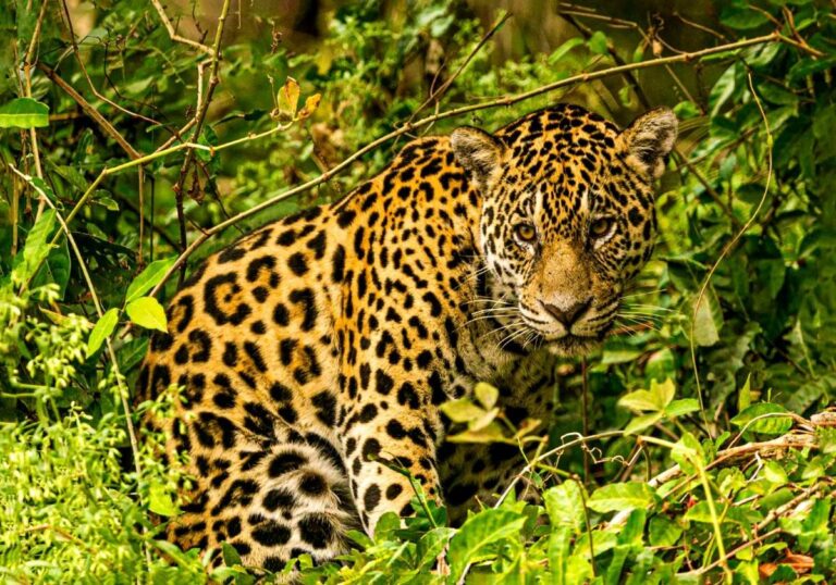 Exposição Pantanal Rosaba Barbosa