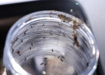 El Niño: temperaturas mais elevadas podem contribuir para o aumento de casos de doenças causadas por mosquitos