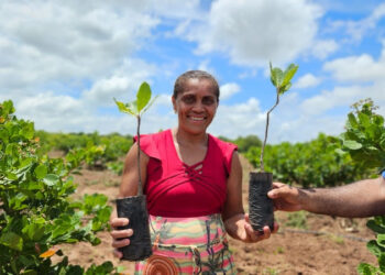 Projeto Caju beneficia mais de 100 produtores e distribui 10 mil mudas no semiárido cearense