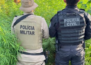 Em mais uma ação integrada contra facções, PC e PM erradicam 22 mil pés de maconha em Campo Formoso