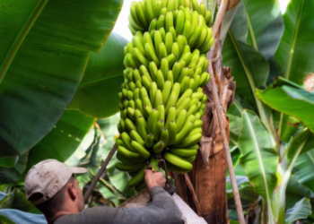 Fruticultura baiana ganha projeção internacional na Fruit Attraction Madrid 2026