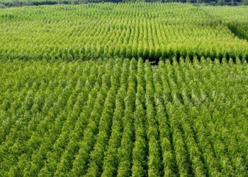 Produção florestal sustentável na Bahia é discutida em seminário em Cruz das Almas nesta quarta (21)