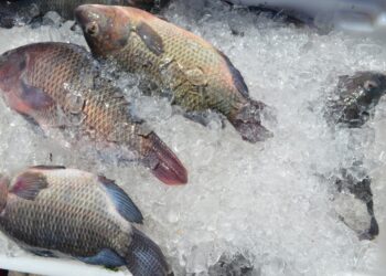 Câmara Setorial da Pesca e Aquicultura da Bahia é criada para desenvolver potencial do setor