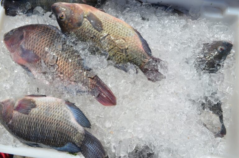 Peixe_Foto_Divulgacao