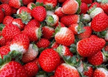 Dia da Agricultura: Bahia amplia produção, diversifica culturas e consolida liderança no Nordeste