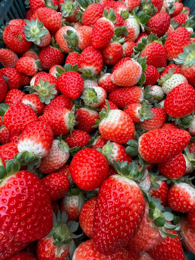 Producao_frutas_vermelhas_Chapada_Diamantina_Bahia_Foto_Divulgacao (2)