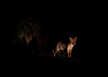 Inscrições para o Zoo Noturno serão abertas nesta terça-feira (27)