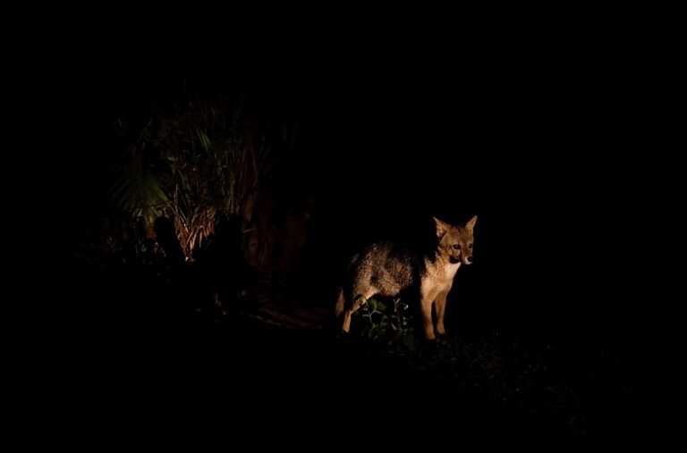 Zoo Noturno (20)