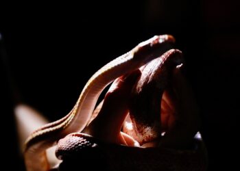 Inscrições para o Zoo noturno serão abertas nesta segunda (19)