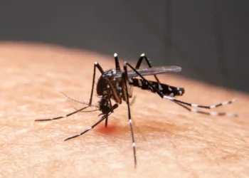 Mudanças climáticas já causam aumento de doenças infecciosas no país