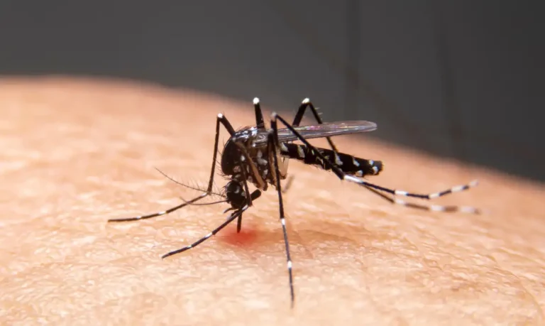 mosquito aedes